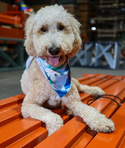 Photo of CMH Mascot, Havy